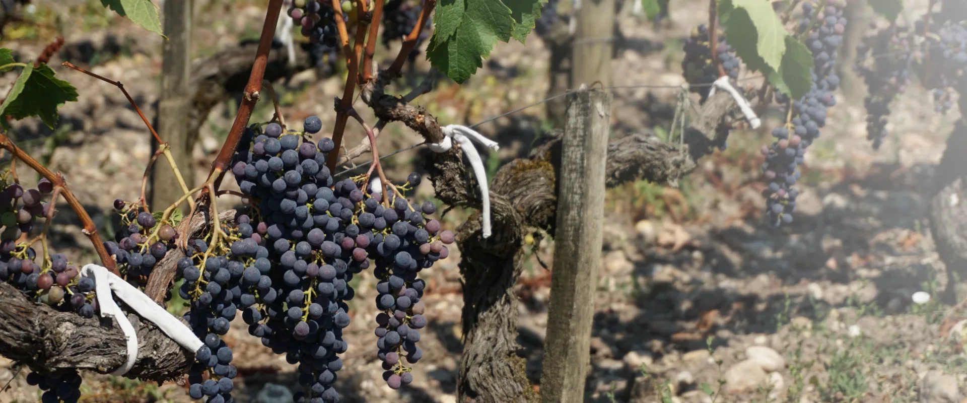 Vins de Bordeaux : Un Héritage d'Excellence de Château Gûnes